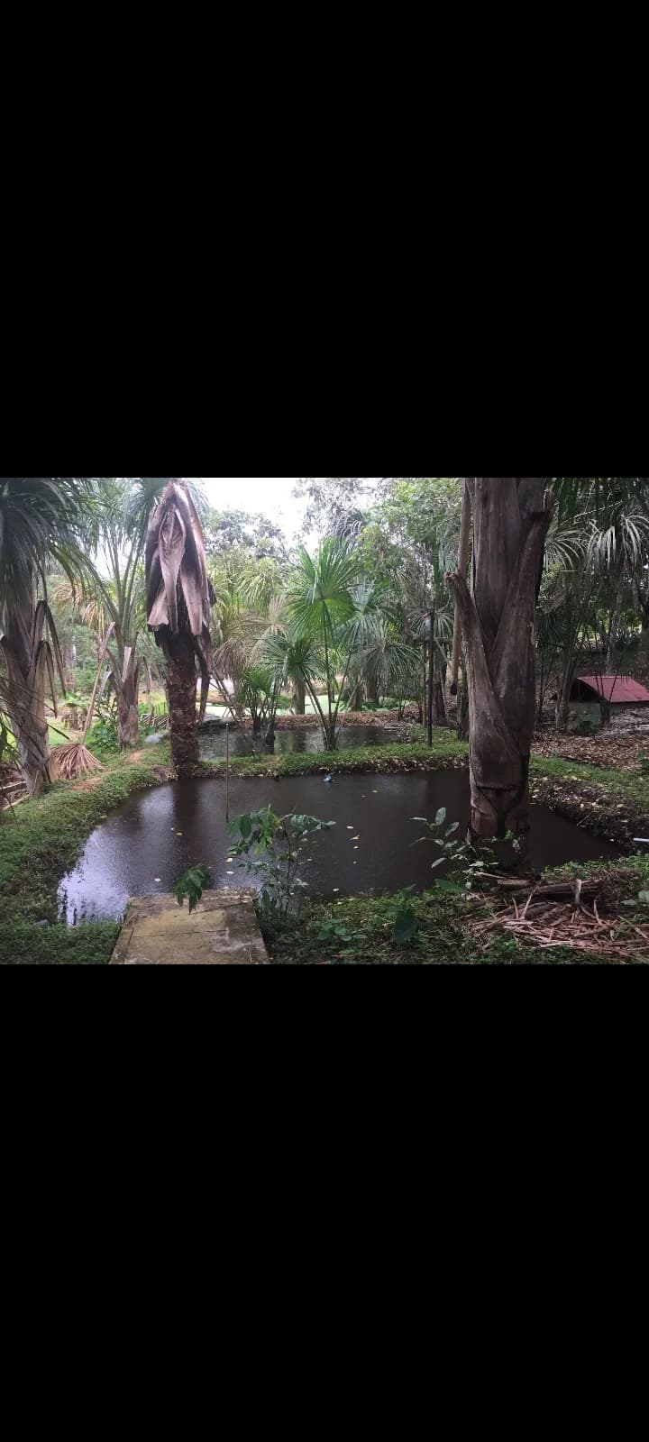 Amazon Lodge Varillal – foto 9