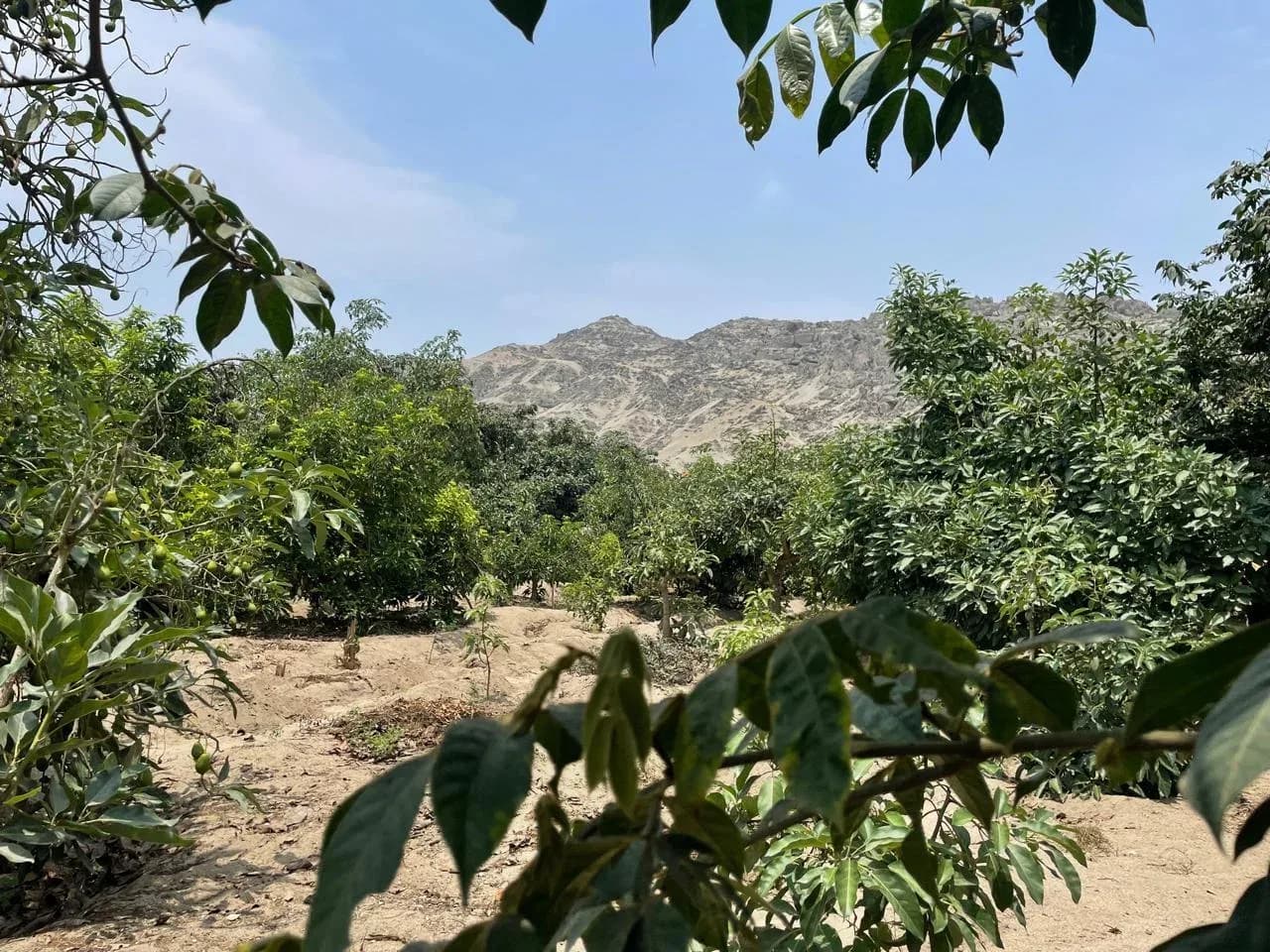 Terreno agrícola en Huaral ¡SE VENDE POR VIAJE! – foto 5
