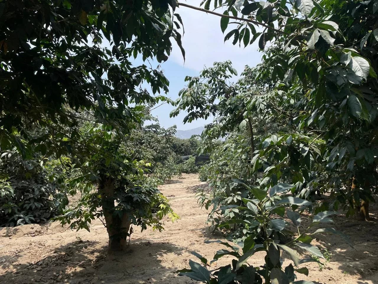 Terreno agrícola en Huaral ¡SE VENDE POR VIAJE! – foto 7