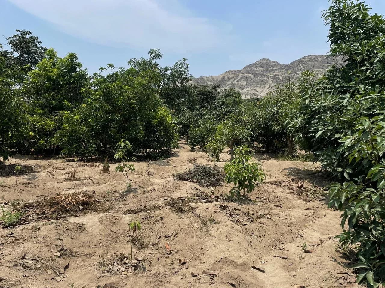 Terreno agrícola en Huaral ¡SE VENDE POR VIAJE! – foto 4