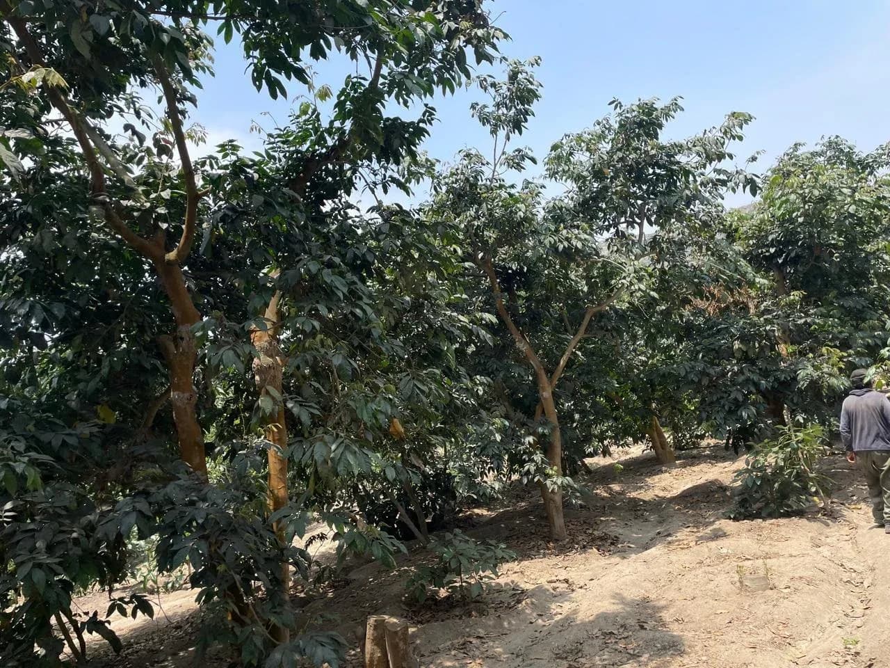 Terreno agrícola en Huaral ¡SE VENDE POR VIAJE! – foto 6