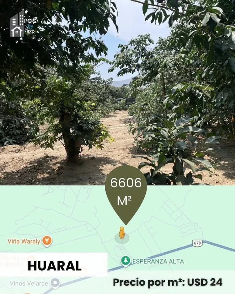 Terreno agrícola en Huaral ¡SE VENDE POR VIAJE! – foto 10