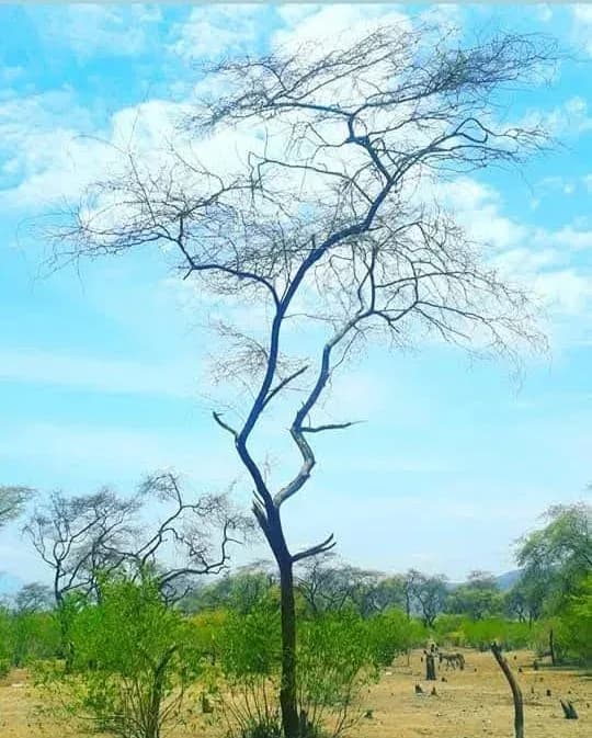 Terreno en la Matanza Piura